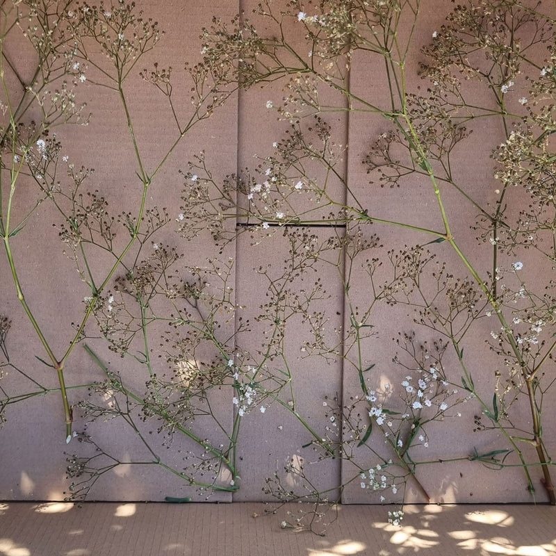 Trockenblumen in Karton für Upcycling-Projekt